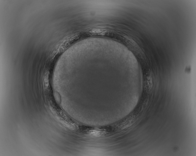 X0000115500504200912041041
