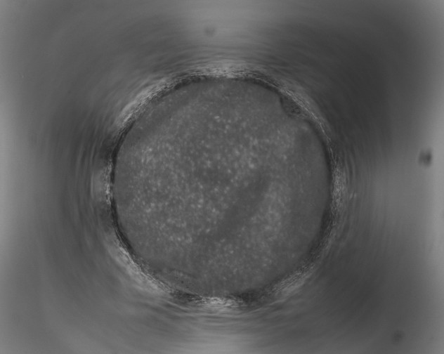 X0000115500585200912041040