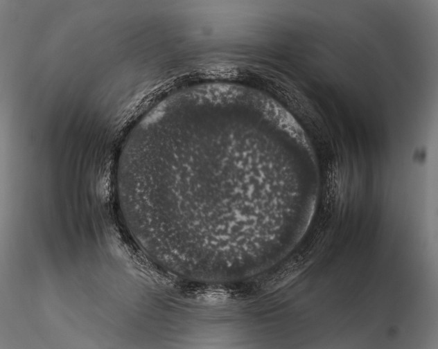 X0000115500600200912041040