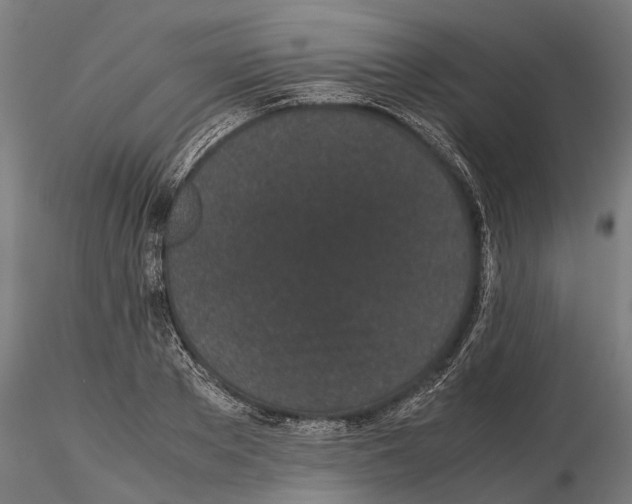 X0000115500889200912041035