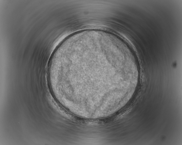 X0000115500899200912041035