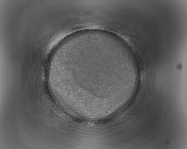 X0000115501263200912041030