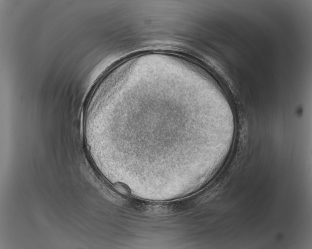 X0000115501275200912041030