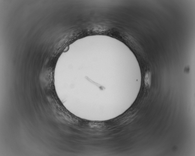 X0000115501299200912041029