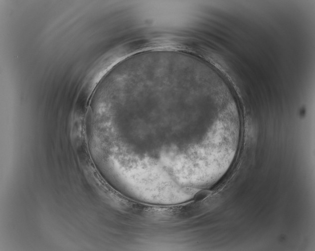 X0000115501481200912041027