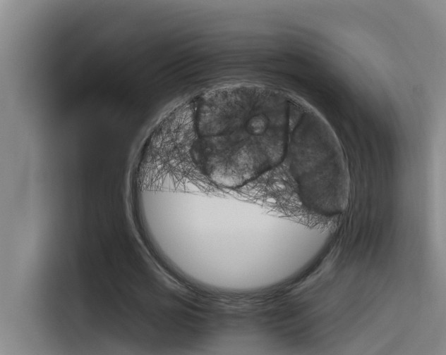 X0000115510725200911061002