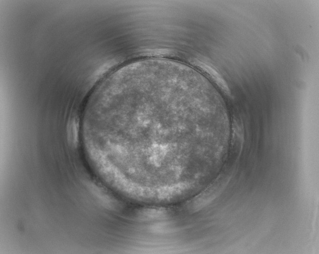 X0000115510110200911271439