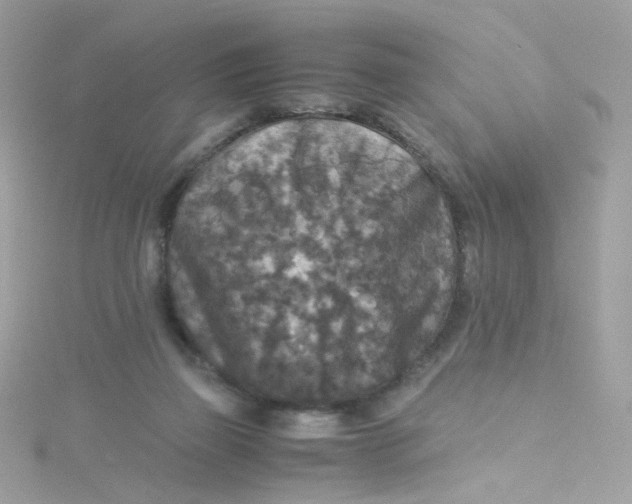 X0000115510165200911271438