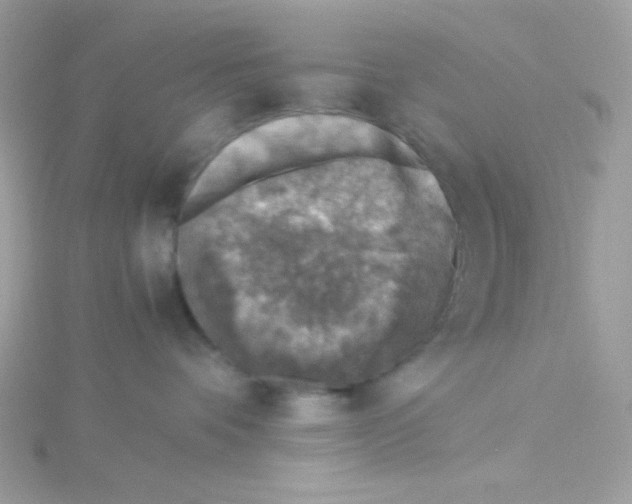 X0000115510336200911271436