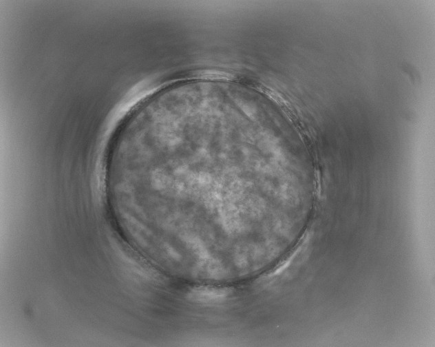 X0000115510343200911271435