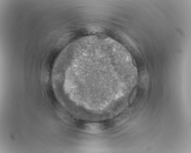 X0000115510417200911271435