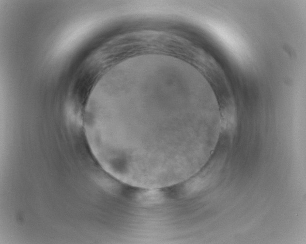 X0000115510431200911271434