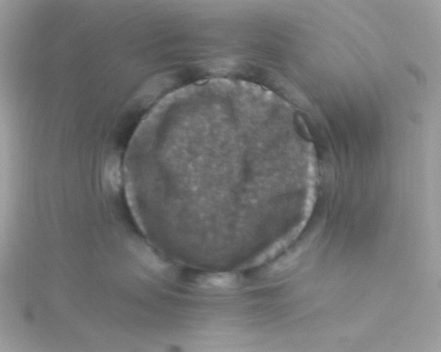 X0000115510479200911271434