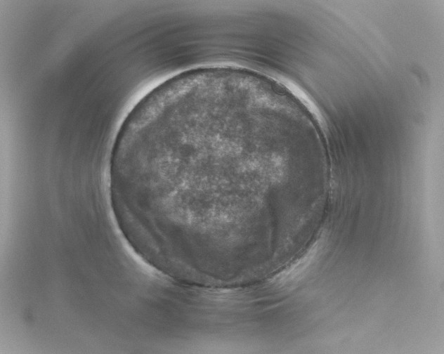 X0000115510951200911271428