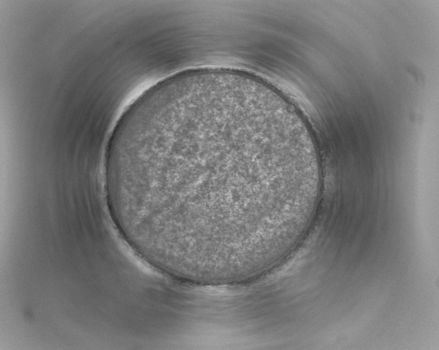 X0000115510990200911271427