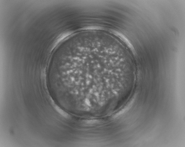 X0000115511425200911271421