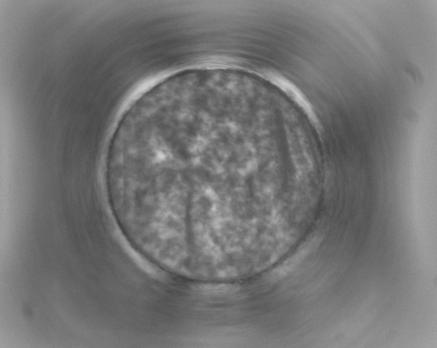 X0000115511429200911271421