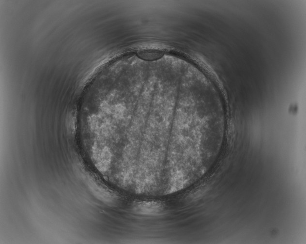 X0000115510063200912041111