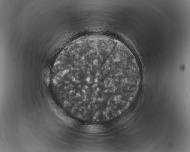 X0000115510069200912041111