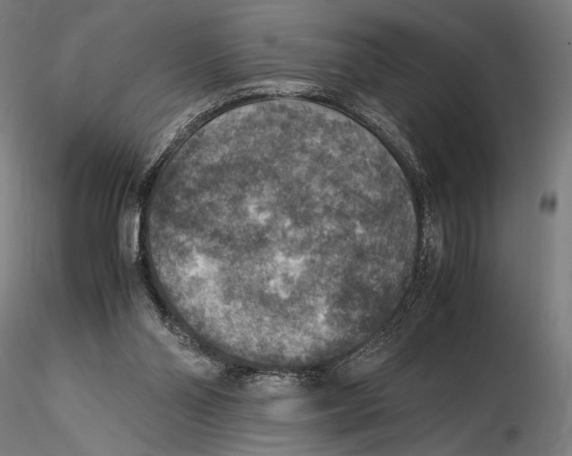 X0000115510110200912041111