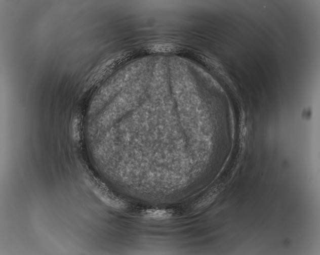 X0000115510161200912041110