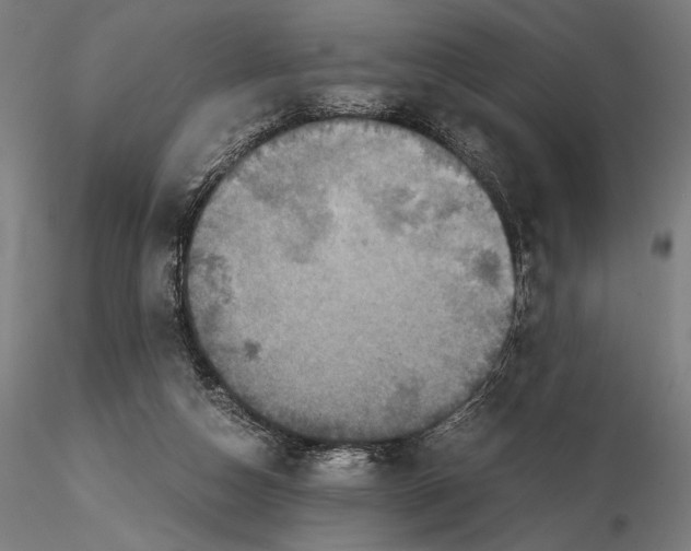 X0000115510162200912041110