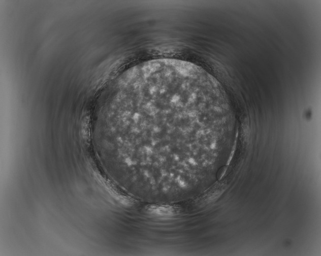 X0000115510181200912041110