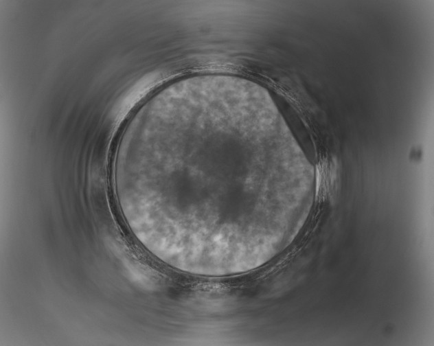 X0000115510195200912041109