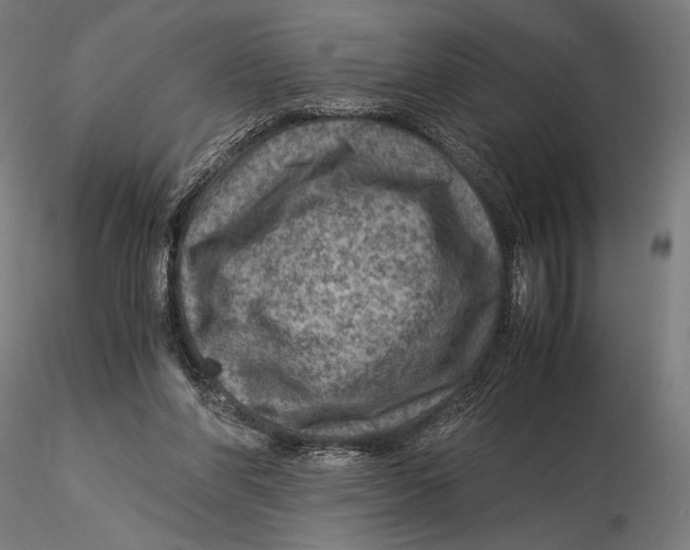 X0000115510206200912041109