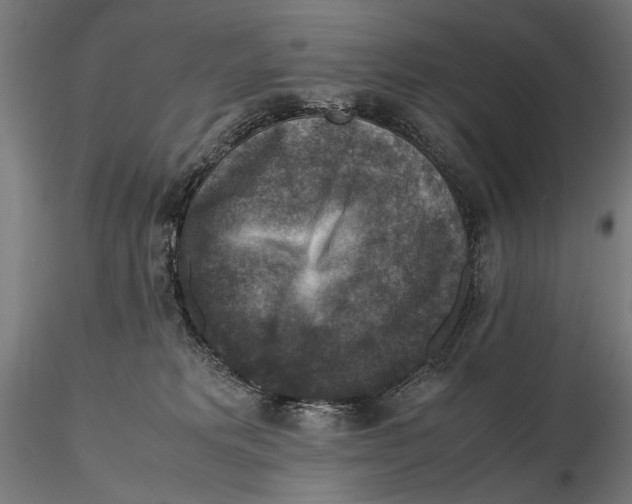 X0000115510229200912041109