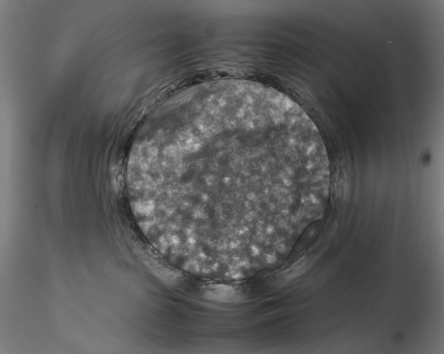 X0000115510285200912041109