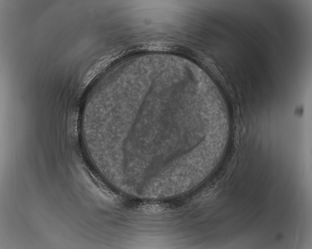 X0000115510299200912041108