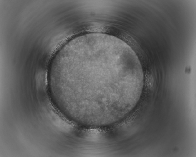 X0000115510302200912041108