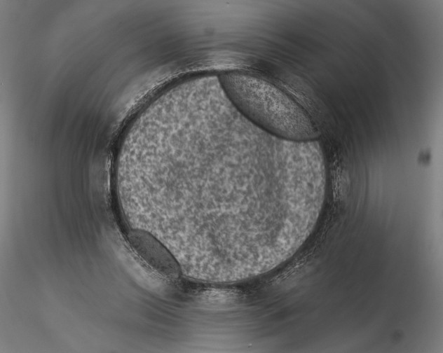 X0000115510350200912041107