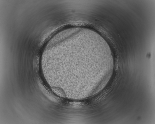 X0000115510448200912041105