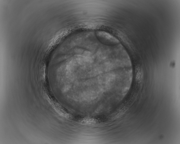 X0000115510685200912041102