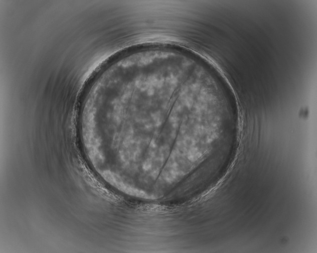 X0000115510783200912041101