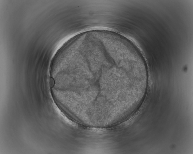 X0000115510910200912041059