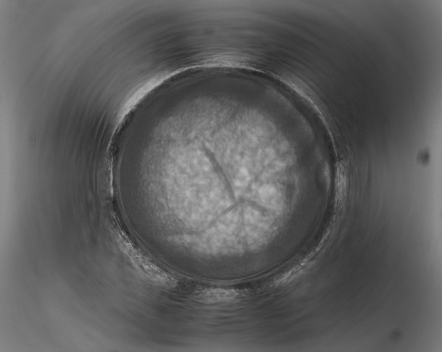 X0000115510925200912041058