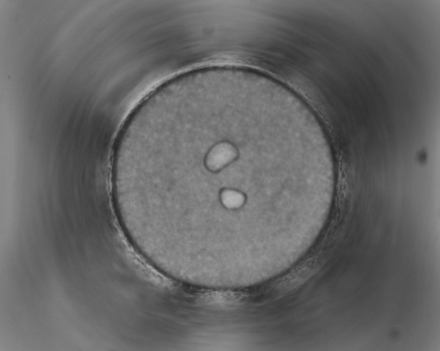 X0000115510950200912041059