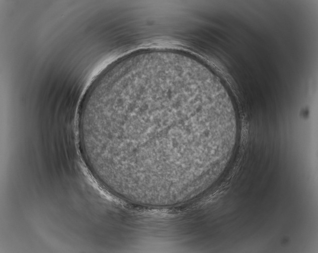 X0000115510990200912041057