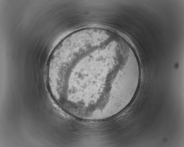 X0000115511048200912041057