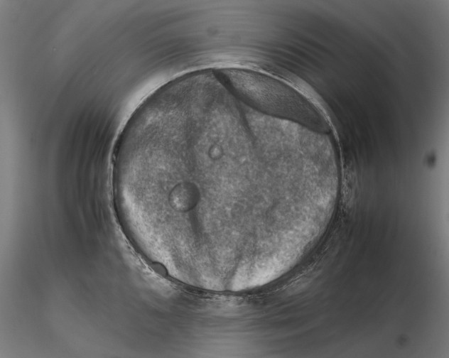 X0000115511096200912041056