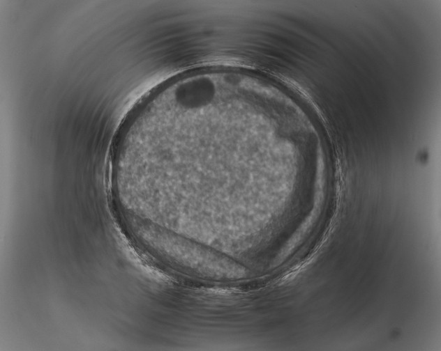 X0000115511125200912041055