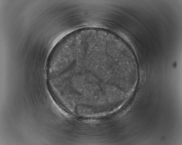 X0000115511141200912041055