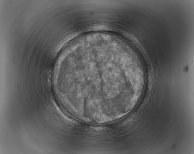 X0000115511225200912041054