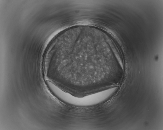 X0000115511331200912041053