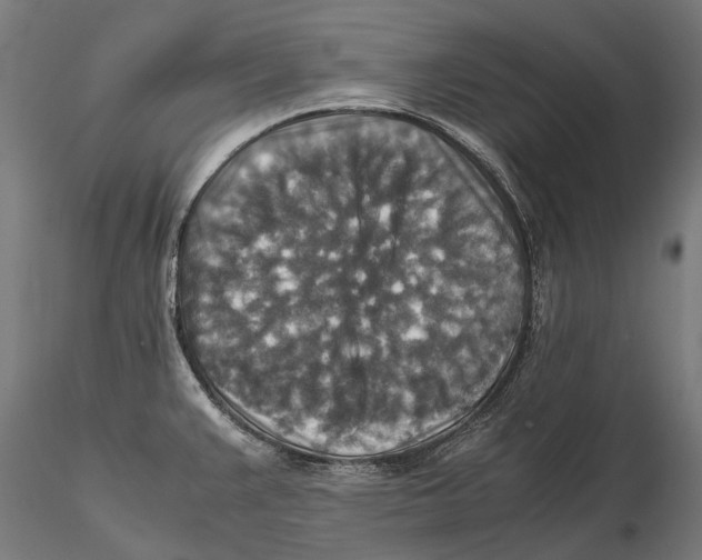 X0000115511383200912041051