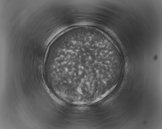 X0000115511425200912041051