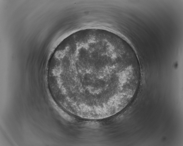 X0000115511525200912041049